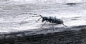 Picture Title - Longhorn Beetle