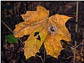 Picture Title - withered leaf