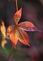 Picture Title - An Autumn leaf