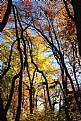 Picture Title - Backlit Fall Trees 2