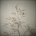 Picture Title - twig