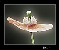 Picture Title - Poppy