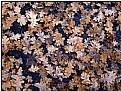 Picture Title - oakleaf carpet