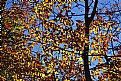 Picture Title - gold leaves