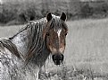 Picture Title - horse