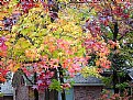 Colorful Branch