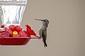 When Hummingbird Feed