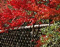 Picture Title - bamboo hedge