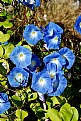 Picture Title - Blue Morning Glories