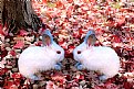 Picture Title - Bunnies on Leaves