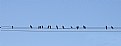 Picture Title - Birds on a Wire