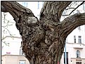 Picture Title - the confused tree