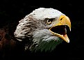 Picture Title - Alaskan bald headed eagle