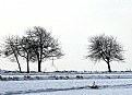 Picture Title - bare trees