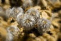 Clematis Seed Heads