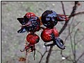 Picture Title - frozen berries