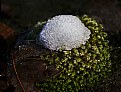 Picture Title - moss sundae