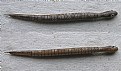 Picture Title - Wooden Snake Pen