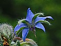 Picture Title - borage