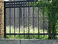 Picture Title - Fence & Vine