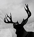 Picture Title - Deer Silhouette