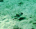 Picture Title - Port Jackson Shark