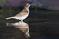 Picture Title - Reed Bunting