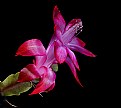 Picture Title - Christmas cactus in February
