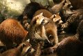 Picture Title - The  Raccoons