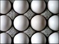 Picture Title - Eggs 3