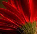 Picture Title - Red petals