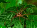 Picture Title - Wolf Spider