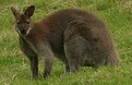 Picture Title - Wallaby