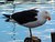 Pacific Gull