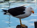 Picture Title - Pacific Gull