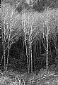 Picture Title - Winter Alders