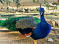 Picture Title - Beautiful like peacock