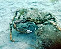 Picture Title - Holy Crab