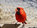 Picture Title - Red coat