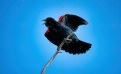 Picture Title - Red Wing Blackbird