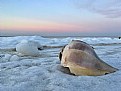 Picture Title - Winter beach 