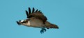 Picture Title - Osprey Flight