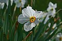 Picture Title - narcissus