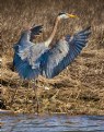 Picture Title - Graet Blue Heron