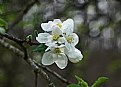 Picture Title - green apple blossoms