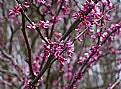 Picture Title - Eastern redbud