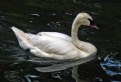 Picture Title - Swan Swim