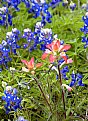 Picture Title - Paintbrush & Bluebonnets