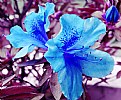 Picture Title - Blue Flower