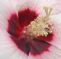 Picture Title - The Big Hibiscus